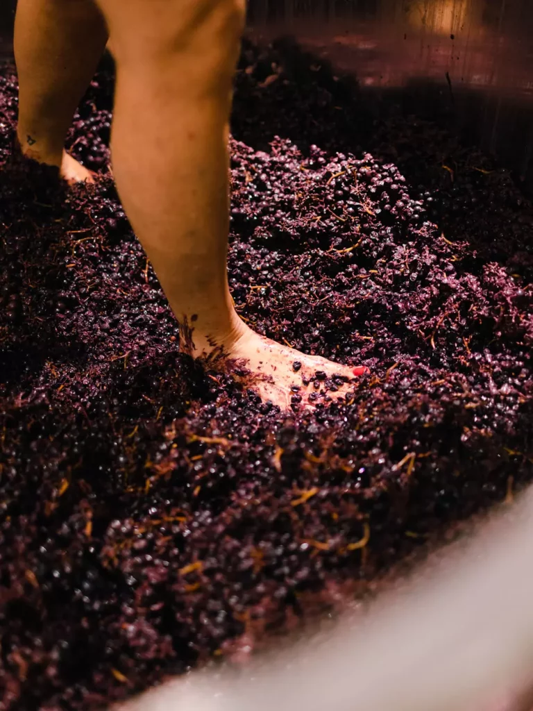 des femmes écrasent les raisins avec leurs pieds dans une cuve de production